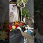 Dog mourns the loss of his best friend at memorial service 🥹❤️