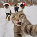 ULTIMATE CAT AND DOG VIDEOS! Funny Moments, and Heartwarming Scenes!