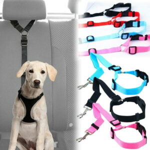 All Dog Carriers