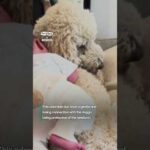 Heartwarming bond between a dog and a newborn baby 👶 🥹     🎥: BViral