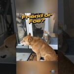 Heartwarming Video of Dog and Kitten Becoming Best Friends