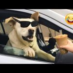 Funniest Cats And Dogs Videos 🤣The Best Funny Animal Videos Make You Unable To Stop Laughing 🤣🐶