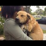 Most Emotional Dogs Reunions with Their Owners That Will Melt Your Heart ❤️ #2