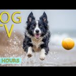 DOG TV: Videos Entertain to Bust Boredom & Keep Your Dog Happy When Home Alone – Relax Music for Dog