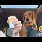 Heartwarming Dog Moments | Adorable and Cute Dogs Compilation || PETASTIC 🐾