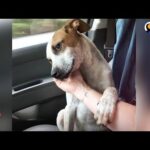 Puppy Thanks Woman Who Rescued Him by Comforting Her | The Dodo