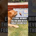 A Dog's Heartfelt Tribute #animals