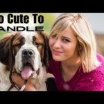 Cute Pets With Owners – Heartwarming Big Dog Moments.