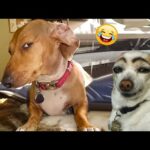 The Funniest Animal Videos of 2024 😁 😁Funny Dogs and Cats Make You Unable To Stop Laughing😻🐶