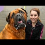 Conquering Fear: Heartwarming Groom on a Powerful Bullmastiff Guard Dog