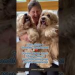 Happy Times with Two Adorable Dogs | Heartwarming Moments 🐶❤️