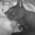 Family Spots Adorable Kitten Creeping into Baby’s Crib for Cuddle Sessions