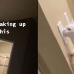 Amused Pet Owners Discover Their Cheeky Cat Playing with the Light Switch at Dawn