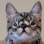 Charming Kitten with a Unique Squishy Face Awaits a Loving Home