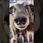 The funniest dog compilation you’ll see this week 🤣 #funny #funnydogs #funnyvideo #cutedogs