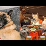 Best Funniest Animal Videos 2024😬🐶Cute Dogs And Cats Videos Of The Worl🐕 Part 21