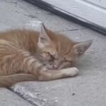 Man Discovers Kitten by His Garage and Notices His Unique Needs