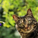 Natural and Simple Solutions to Prevent Cats from Defecating in Your Garden