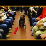 A dog ran onto the train and sat in the middle of the train  What happened next shocked everyone