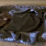 Rescued Cat with Mysterious Note Unveils Charming Bundle of Joy Underneath Her Towel