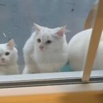 Stray Feline Arrives on Doorstep with Kittens Seeking Help