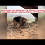 Rescuing a Dog Escaping the Slaughterhouse: A Heartwarming Survival Story | Kitty Caperz