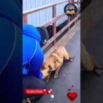 Heartwarming Rescue Saving Cats and Dogs in Need