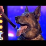 Heroic police dog Finn moves the Judges to tears | Auditions | BGT 2019