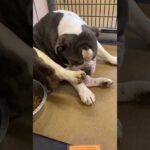 Adorable Bulldog At Shelter Realizes They're Being Adopted!