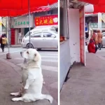 This Short-Legged Dog’s Fried Chicken Quest is Melting Hearts Everywhere!