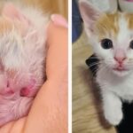 Saving Dandelion: One Woman’s Mission to Keep an Abandoned Kitten Alive Against All Odds