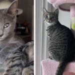 Fur Real! How a Blind Kitten and Her Bestie Conquered the World