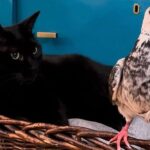 Orphaned Pigeon Lives with Two Rescue Cats and It’s the Cutest Thing Ever!