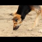 "Young Indian Purebred Dog Eating Food Outdoors | Heartwarming Dog Eating Video 🐕🍽️"