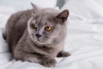 How To Treat IBS In Cats Naturally At Home