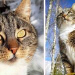 Meet Minni, a Tabby Cat That Escaped City Life and Became a Wilderness Legend!