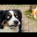 DOGS Will Break Your Heart 😹 FUNNY Dog videos of 2024