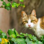 Debate Arises In Online Cat Forum Over People “Stealing Cats”