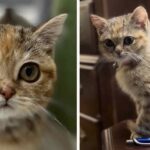 Tiny But Mighty! Pixie’s Purr-fect Path to Her Happily Ever After