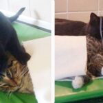 After a Near Death Experience, This Cat Now Uses His Life to Comfort Others