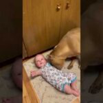 Heartwarming videos for dogs and children😘😘