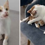 When Angels Have Whiskers, the Miracle Cat Who Nurses Sick Animals Back to Health