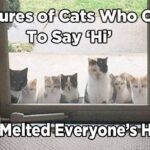 16 Pictures of Cats Who Came To Say ‘Hi’ and Melted Everyone’s Hearts