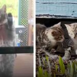 Pregnant Stray Cat Scales Family’s Screen Door Looking For Food