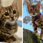 Street Survivor! Abandoned Bengal Defies Medical History with Help From His Foster Mom