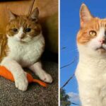 Meet Timmy and See How Love Gave This Senior Shelter Cat His Song Back