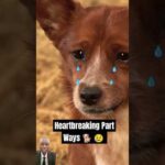 The Hardest Goodbye #dog #puppy#funnydog  #cutedogs#shorts #funny dog videos