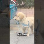 A heartwarming moment as a dog searches for Its owner