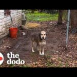 This Dog Had Been In Chains For 5 Years  | The Dodo