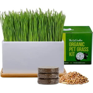 The Cat Ladies – Organic Cat Grass Growing Kit with Organic Seed Mix, Soil and Ceramic Planter with Bamboo Tray.